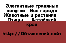 Элегантные травяные попугаи - Все города Животные и растения » Птицы   . Алтайский край